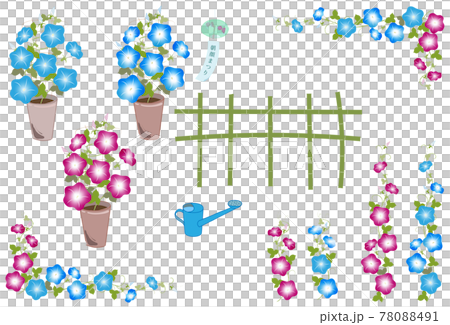 Morning glory illustration 78088491