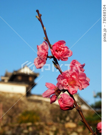 春空と夕日を浴びた八重の梅(高知城梅の段) 春空と夕日を浴びた八重の梅(高知城梅の段) 78088504