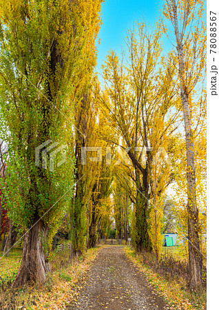 秋の北海道 北大 ポプラ並木 秋の北海道 北大 ポプラ並木 78088567