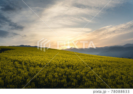 三ノ倉高原の菜の花畑と夜明け 78088633