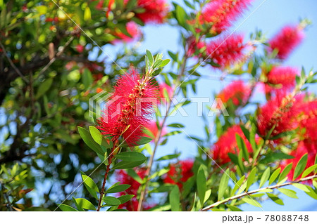 ブラシノキの花 78088748