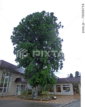 立山の美女杉（富山県立山町） 78088758