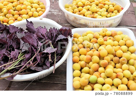 小梅と赤紫蘇季節の取り合わせ 78088899