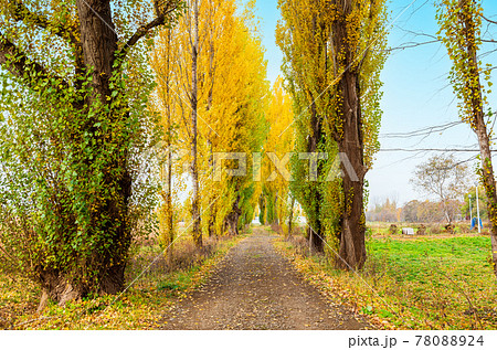 秋の北海道　北大　ポプラ並木 78088924