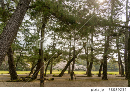 島根県出雲市 出雲大社へ進む松の参道の向こうに咲く桜 島根県出雲市 出雲大社へ進む松の参道の向こうに咲く桜 78089255
