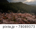 光につつまれる桜峠 78089373