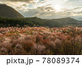 桜峠の美しい日差し 78089374