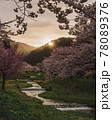 川の流れと桜の美しい夜明け 78089376