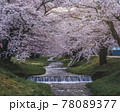 観音寺川の春満開 78089377