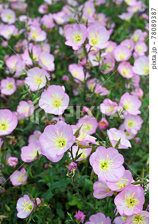 植物 ヒルザキツキミソウ アカバナ科の写真素材