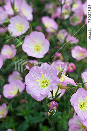 植物 ヒルザキツキミソウ アカバナ科の写真素材 7803