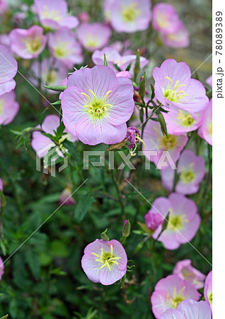 植物 ヒルザキツキミソウ アカバナ科の写真素材 7803
