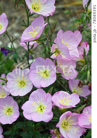 植物 ヒルザキツキミソウ アカバナ科の写真素材