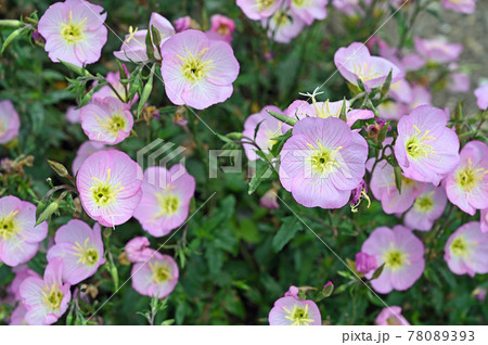 植物 ヒルザキツキミソウ アカバナ科の写真素材
