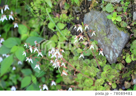 ユキノシタの花 78089481