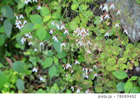 ユキノシタの花 78089482