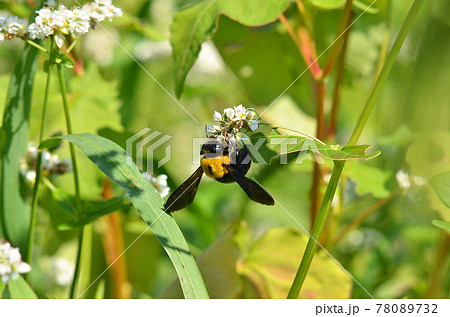 【京都府】一面に咲くソバの花畑とミツバチ　京都府亀岡市 78089732