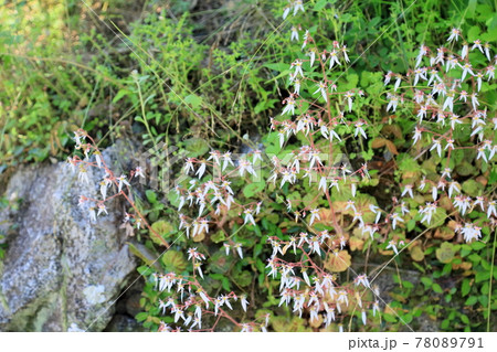 ユキノシタの花 78089791