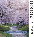 川の流れと満開の桜並木 78089848