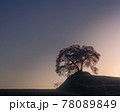夕焼けにたたずむ1本桜 78089849