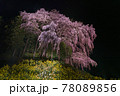 夜に舞う壮大な枝垂れ桜 78089856