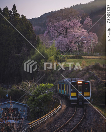 夜明けの水郡線、戸津辺の桜をそえて 夜明けの水郡線、戸津辺の桜をそえて 78089857