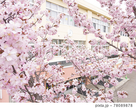 桜と学校（擬似空撮 同時撮影の動画素材あり） 78089878
