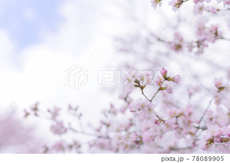 満開の桜（同時撮影の動画素材あり） 78089905