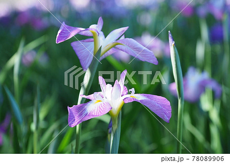 花菖蒲 78089906