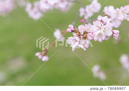 桜の花と蕾のアップ（同時撮影の動画素材あり） 78089907