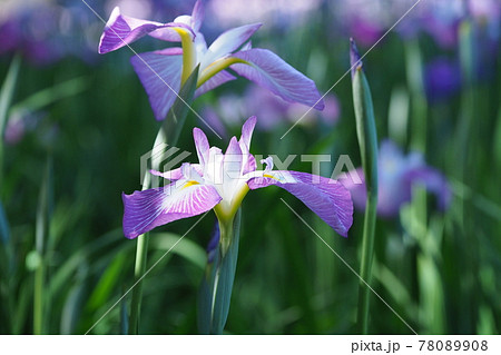 花菖蒲 78089908