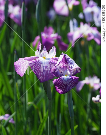 花菖蒲 78089909