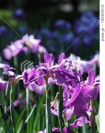 花菖蒲 78089910