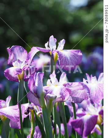 花菖蒲 78089911
