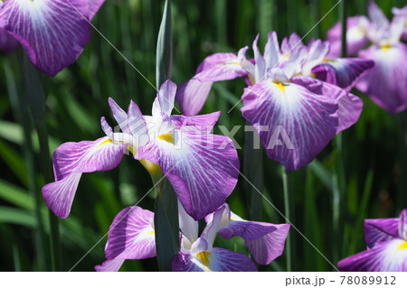 花菖蒲 78089912