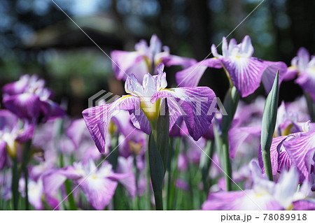 花菖蒲 78089918