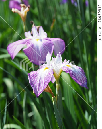花菖蒲 花菖蒲 78089919