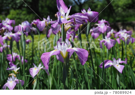 花菖蒲 78089924