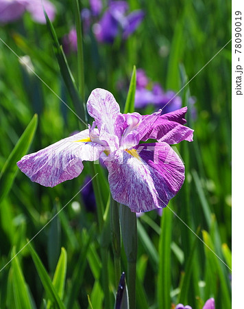 花菖蒲 花菖蒲 78090019