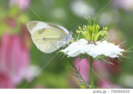 ニゲラ(クロタネソウ)の蜜を吸うモンシロチョウ ニゲラ(クロタネソウ)の蜜を吸うモンシロチョウ 78090020
