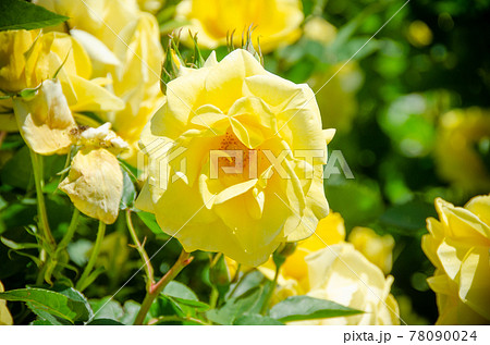 「伊豆の踊子」という名のバラ 78090024