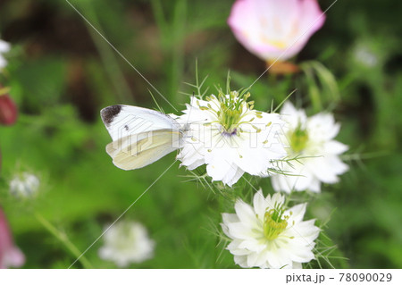 ニゲラ（クロタネソウ）の蜜を吸うモンシロチョウ 78090029