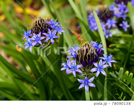 青いオオツルボの花と蕾(初夏の神田公園 '21) 青いオオツルボの花と蕾(初夏の神田公園 '21) 78090138