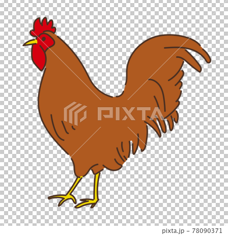 鶏 にわとり ニワトリ イラスト 養鶏のイラスト素材