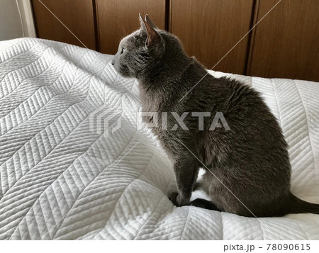 マンションの足場設置を怖々見る猫、ロシアンブルー、猫のかわいい、美しい足 78090615