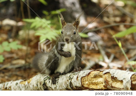 エゾリス　蝦夷リス　北海道の野生動物 78090948