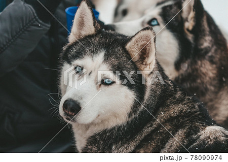 Husky dog close up photo in winter Husky dog close up photo in winter 78090974