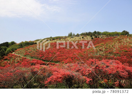 葛城山　満開のツツジ 78091372