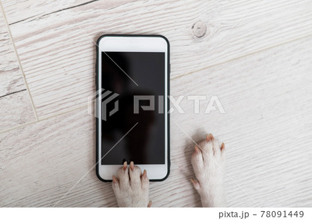 Close-up of dog paws touching smartphone screen on wooden background Close-up of dog paws touching smartphone screen on wooden background 78091449