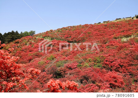 葛城山 満開のつつじ 葛城山 満開のつつじ 78091605